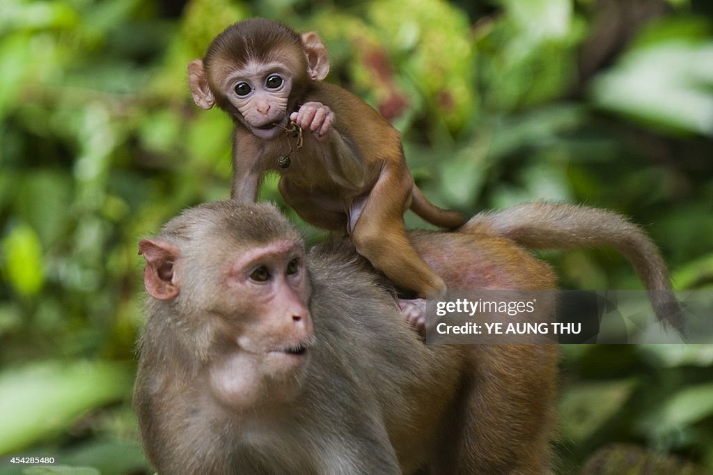 MYANMAR-ANIMAL-ENVIRONMENT