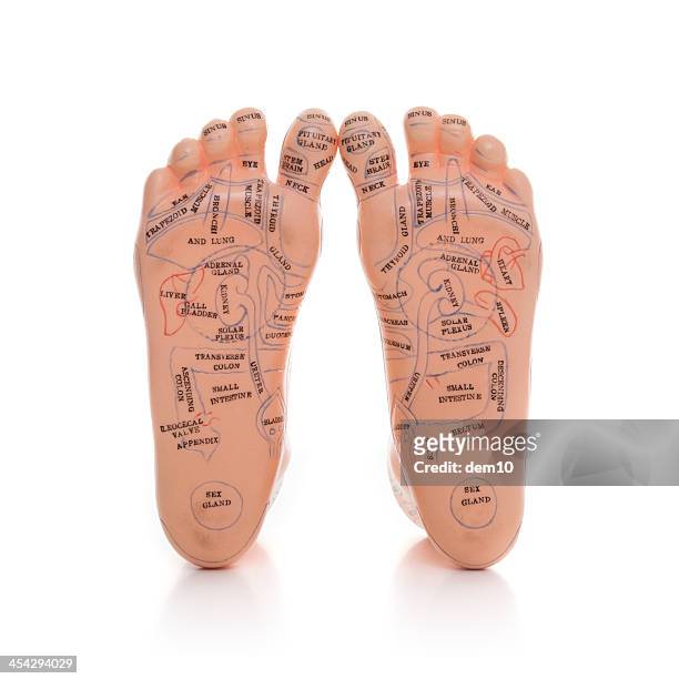 plastic model of human foot reflexology map - reflexology stock-fotos und bilder