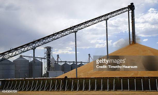 wheat being off loaded onto "stadium stack" - grain imagens e fotografias de stock