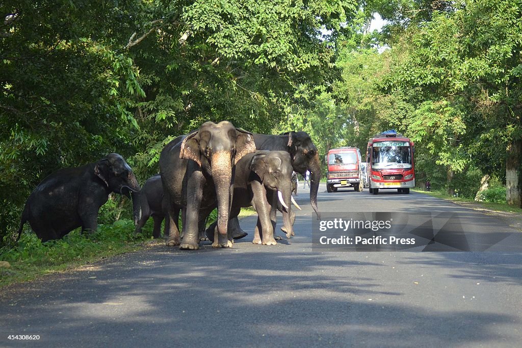A herd of  wild elephants cross a highway in search of dry...