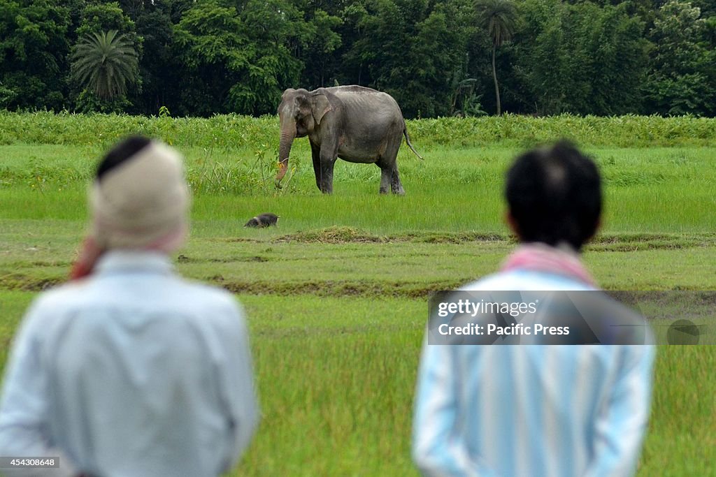 Villagers watch a wild elephant which strayed into a  paddy...