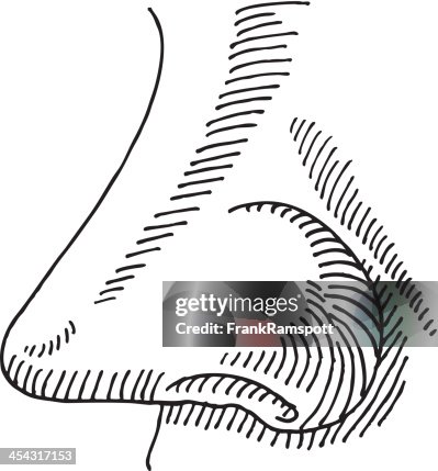 Snorting Line Drawing Nose Smelling Side View Drawing High-Res Vector Graphic - Getty Images
