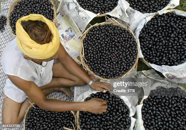 An Indian labourer, Surinder fills his basket with the summer fruit "Jamun" which is in heavy demand during the summer, in Amritsar, 04 July 2005....