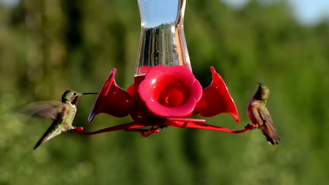 1 658点のハチドリのビデオクリップ 映像 Getty Images 1 658点のハチドリのビデオクリップ 映像 Getty Images