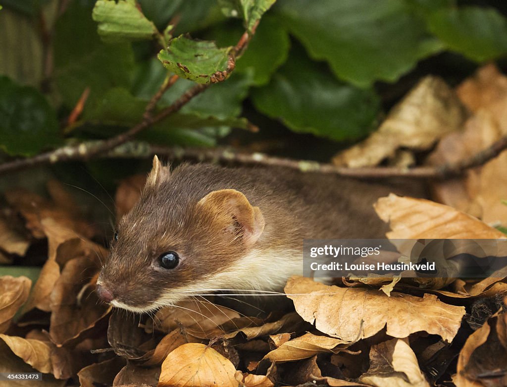 Stoat, Mustela erminea