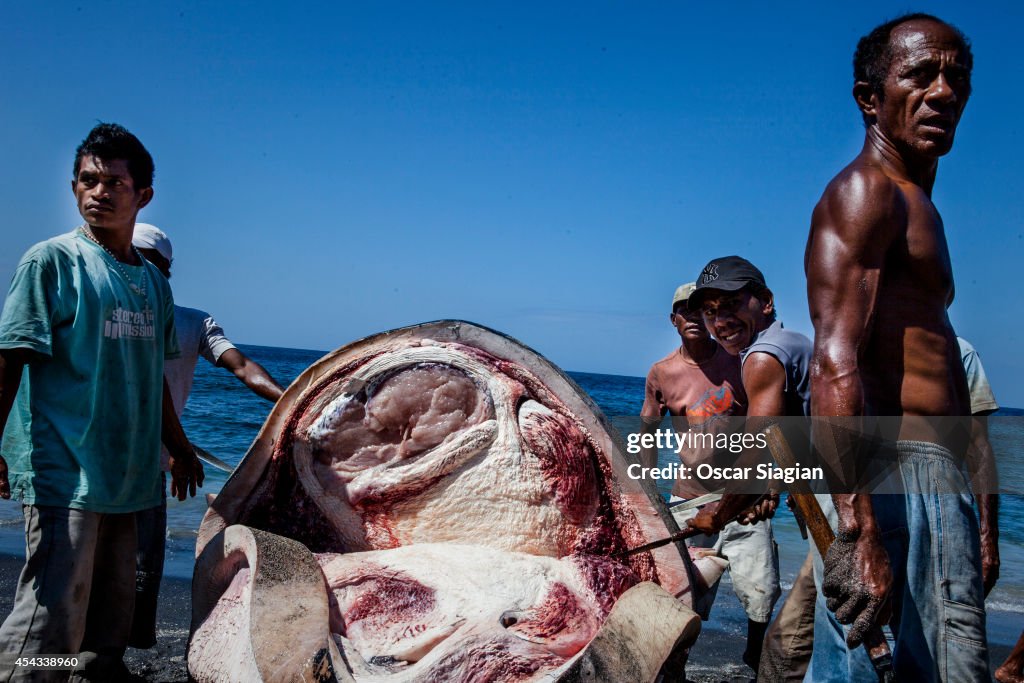 Traditional Whale Hunting In Indonesia