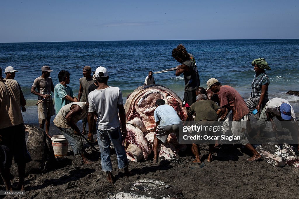 Traditional Whale Hunting In Indonesia