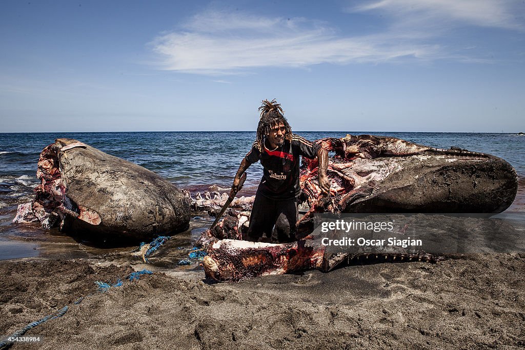 Traditional Whale Hunting In Indonesia