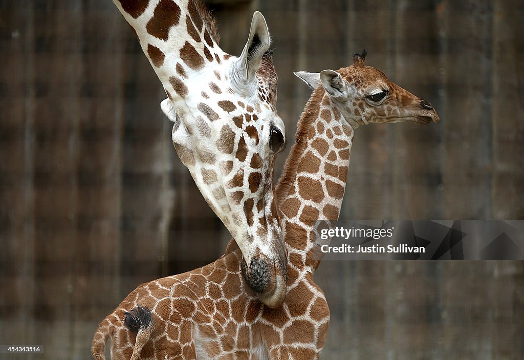 Baby Giraffe Born At San Francisco Zoo