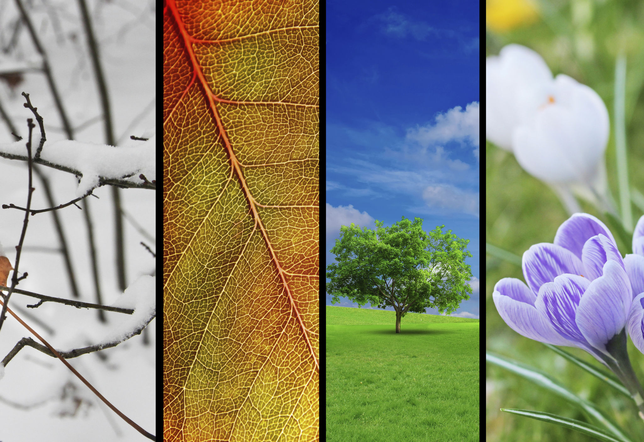 website seasonal imagery