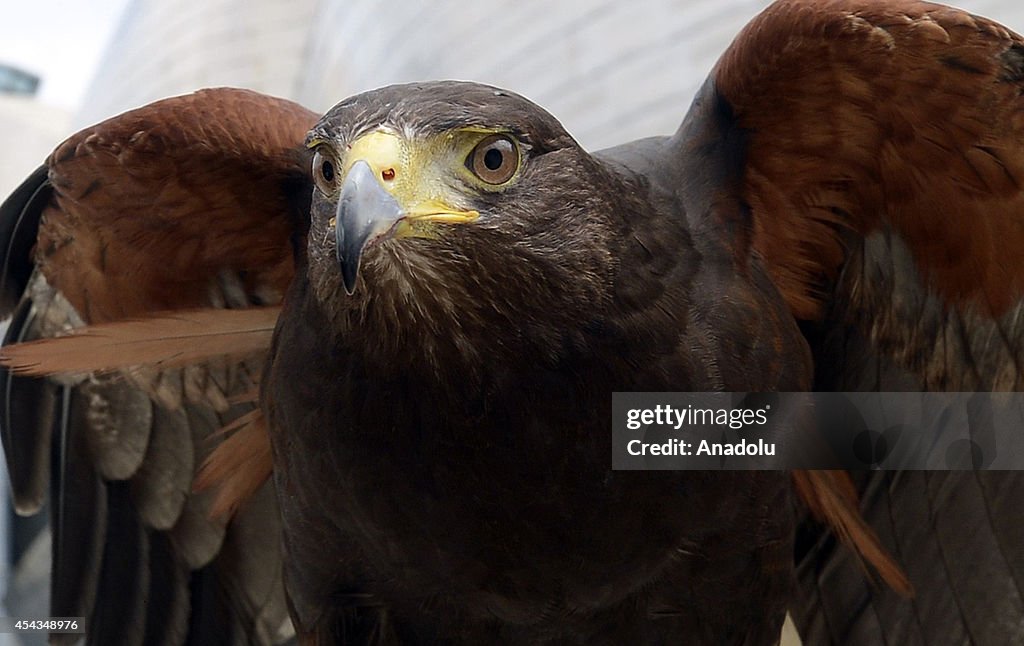 Eagle Morgan will fly over the Guggenheim Museum