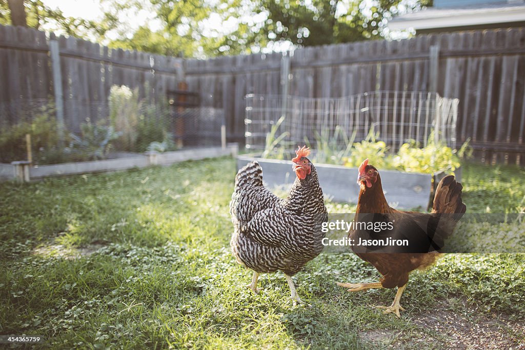 Two Chickens in a Backyard