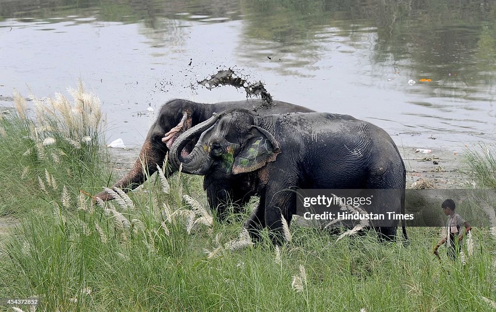 Elephants In Delhi