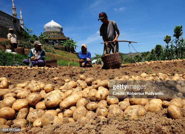 Potatoe farmer harvests in the Dieng Plateau on August 30, 2014 in Dieng, Java, Indonesia. The Dieng Culture Festival is an annual event presenting a...
