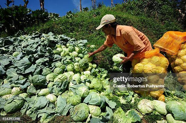 Cabbage farmer harvests in the Dieng Plateau on August 30, 2014 in Dieng, Java, Indonesia. The Dieng Culture Festival is an annual event presenting a...