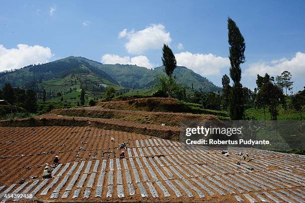 Dieng native farmers work in the fields at Dieng Plateau on August 30, 2014 in Dieng, Java, Indonesia. The Dieng Culture Festival is an annual event...