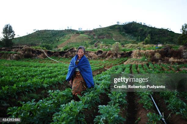 Dieng native farmer walks through the fields at the Dieng Plateau on August 30, 2014 in Dieng, Java, Indonesia. The Dieng Culture Festival is an...