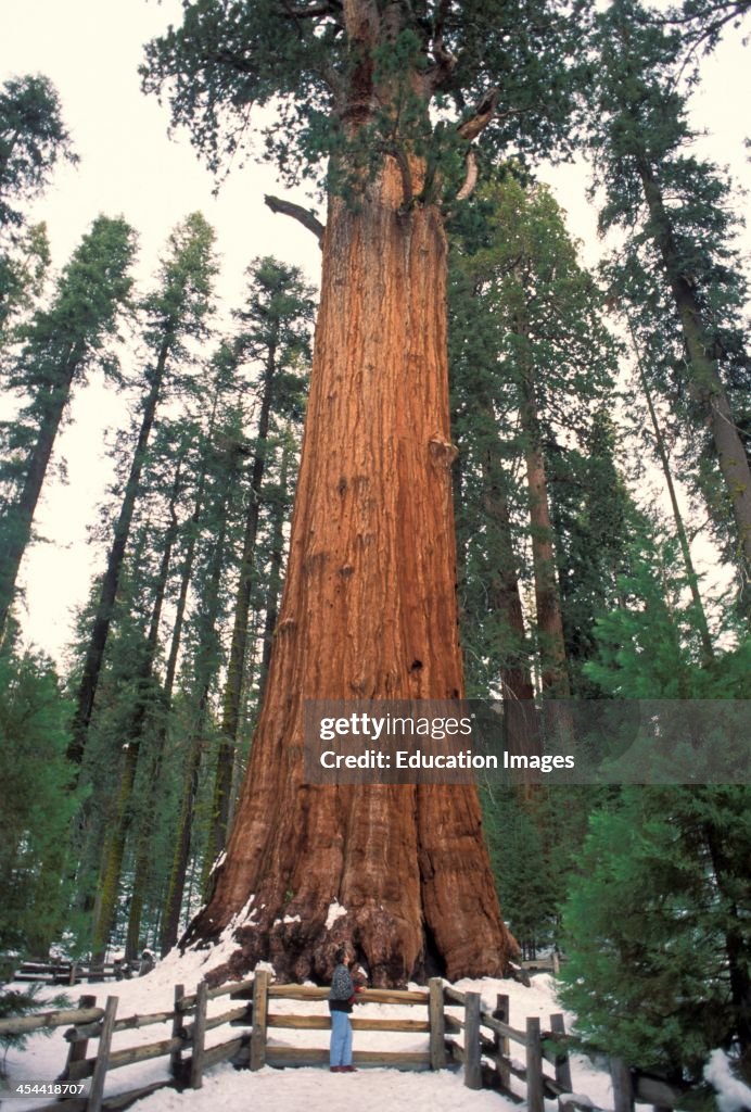 California, General Sherman Sequoia National Park