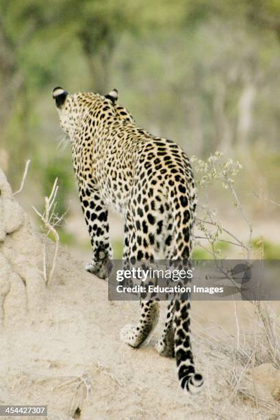 South Africa, Londolozi Private Game Reserve, In The Sabi Sands, Leopard.