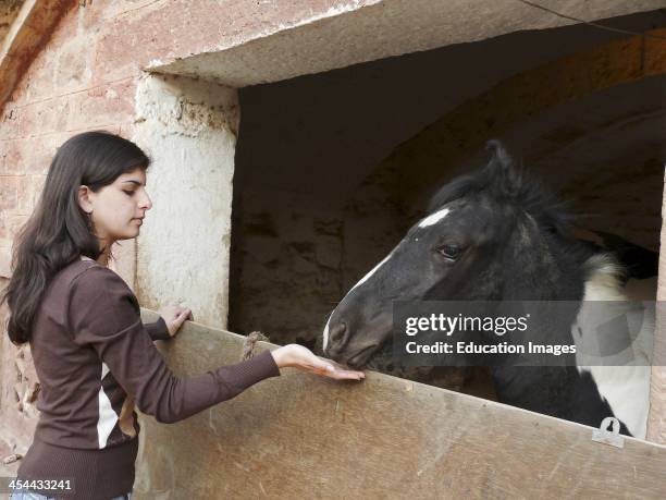Teenage Girl Approaching A Marwari Pony, Indigenous To Rajasthan, India.