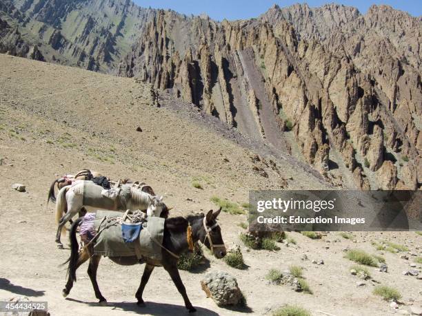 2,136 Pack Animal Photos and Premium High Res Pictures - Getty Images 2,136 Pack Animal Photos and Premium High Res Pictures - Getty Images