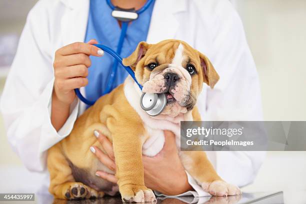 este no es un juguete mastique. - veterinary fotografías e imágenes de stock