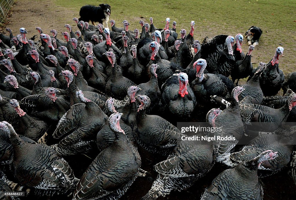 Sheepdogs Used To Help Round Up Christmas Turkeys