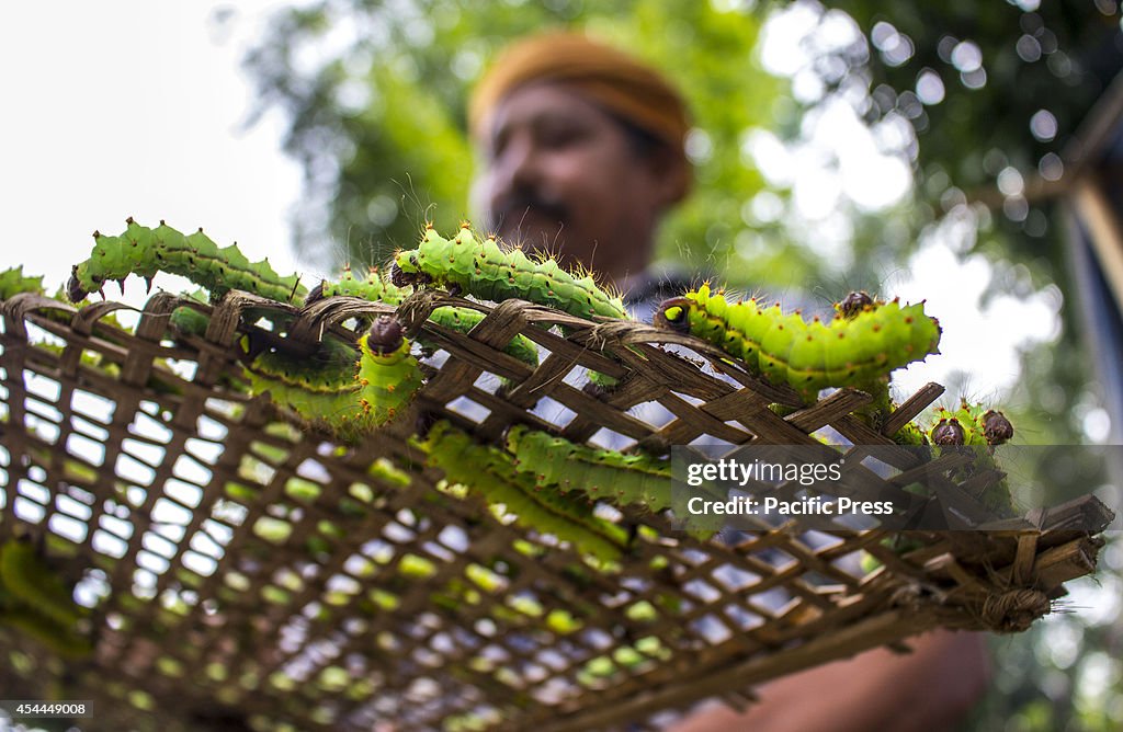 A farmer prepares his Muga Silkworms to be released on a Som...