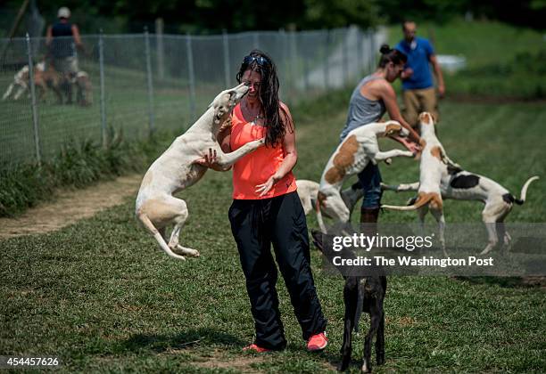 Lauren Monroe gets a kiss from a greyhound puppy at greyhound breeding and training grounds operated by her fiancee Rod Monroe on August 9 in...