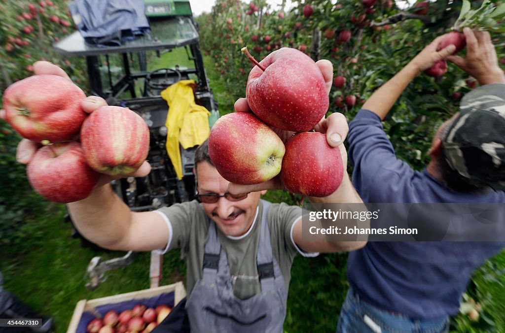 Apple Farmers To Receive EU Help Following Price Drop and Russian Sanctions