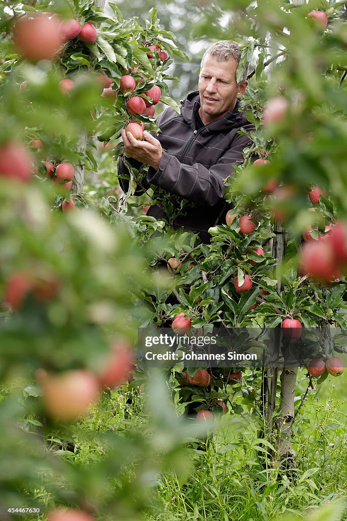 Apple Farmers To Receive EU Help Following Price Drop and Russian Sanctions