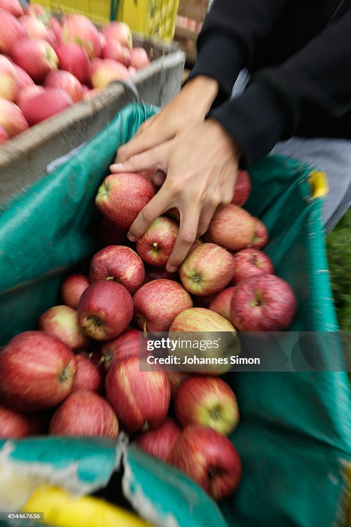 Apple Farmers To Receive EU Help Following Price Drop and Russian Sanctions