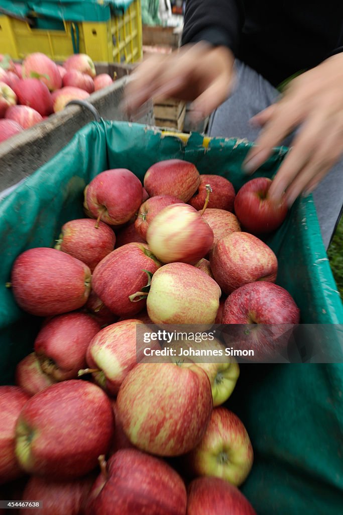 Apple Farmers To Receive EU Help Following Price Drop and Russian Sanctions