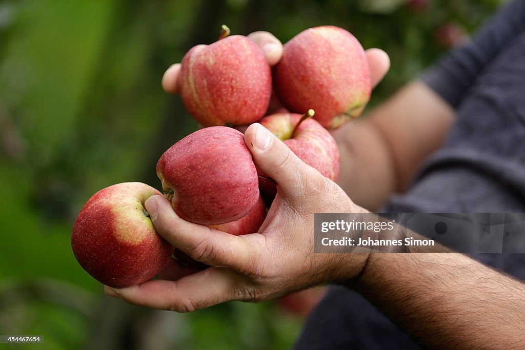 Apple Farmers To Receive EU Help Following Price Drop and Russian Sanctions