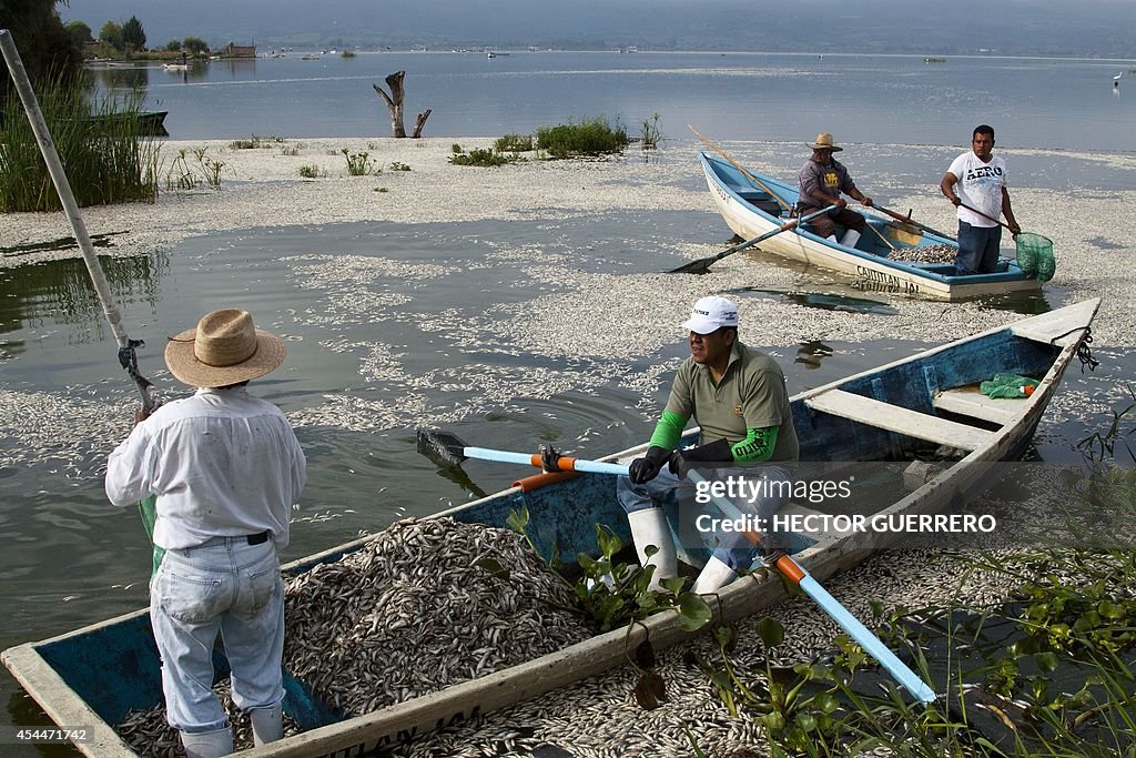 MEXICO-ENVIRONMENT-FISH