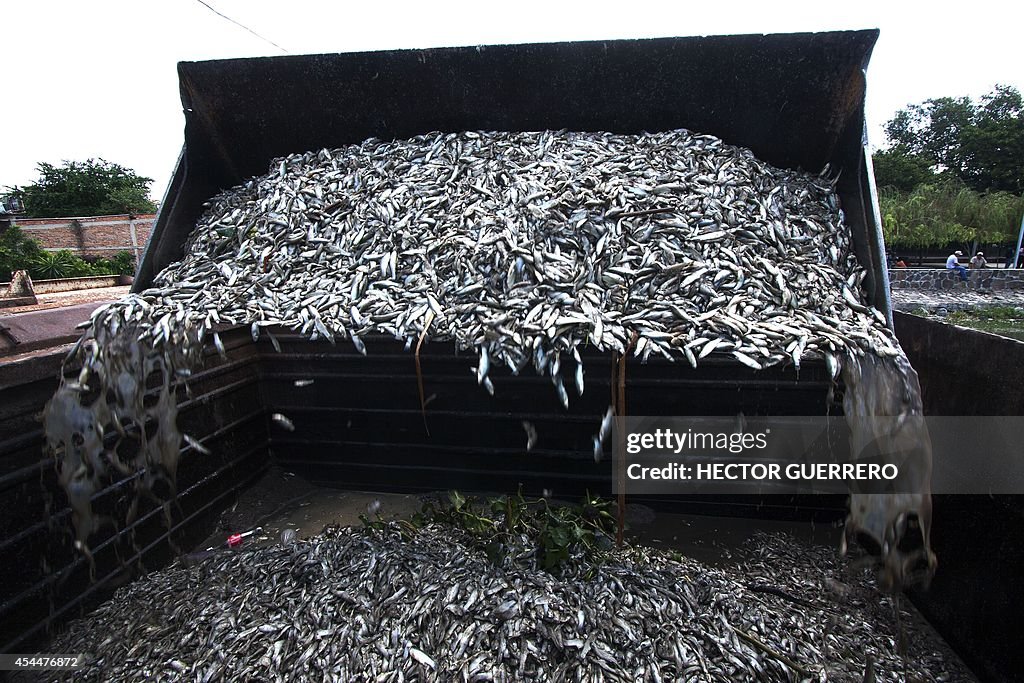 MEXICO-ENVIRONMENT-FISH