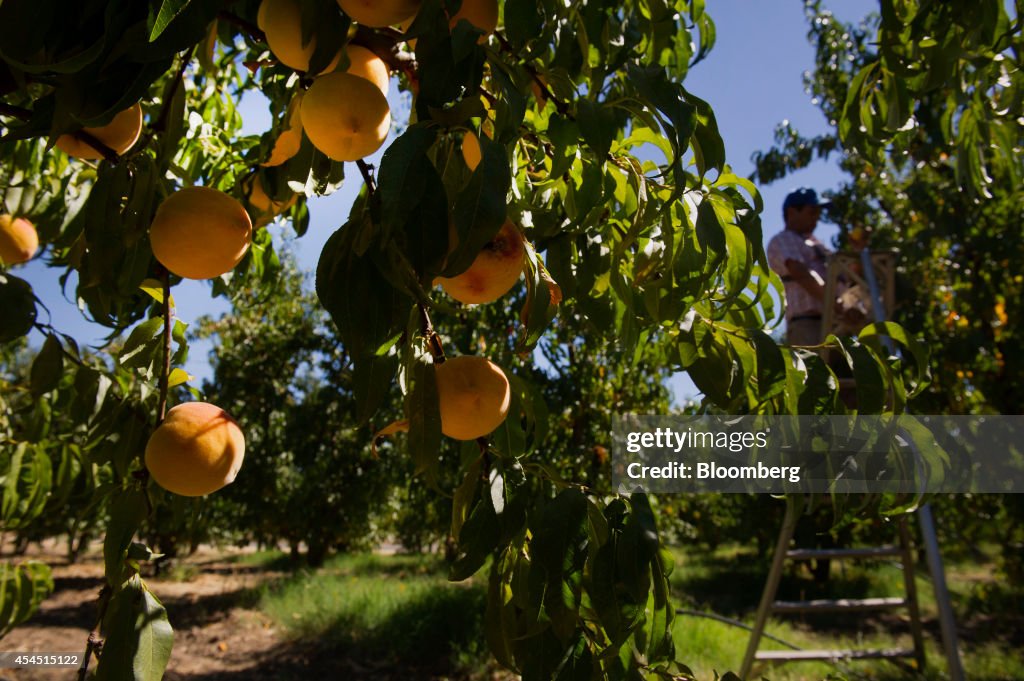 Operations At The Dry Creek Peach Ochard As Scientists Research Shorter Trees