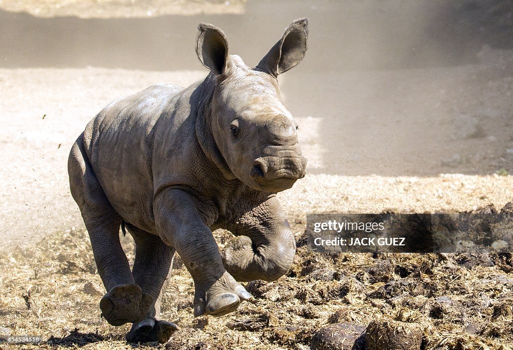 ISRAEL-ANIMALS-ZOO-RHINOCEROS