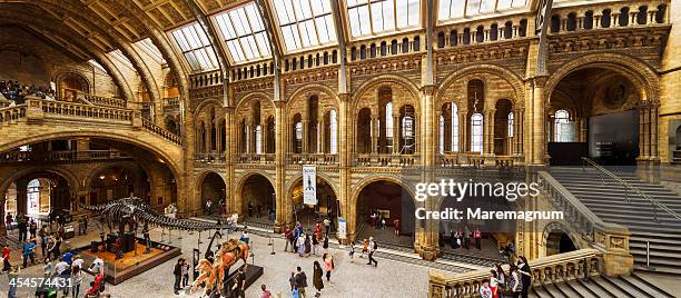 natural history museum - museum für naturgeschichte stock-fotos und bilder