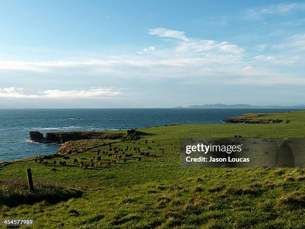 cape grim cattle - tasmania food stockfoto's en -beelden