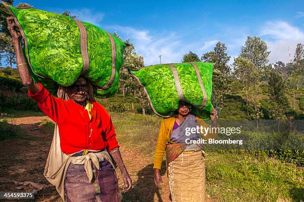Workers carry bags of tea leaves to a Santosh Tea Industries Pvt. Collection center in Coonoor, Tamil Nadu, India, on Saturday, Nov. 30, 2013. India...