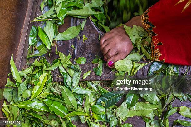 Worker puts withered tea leaves through a chute in the floor at the Highfield Tea Estate factory in Coonoor, Tamil Nadu, India, on Saturday, Nov. 30,...