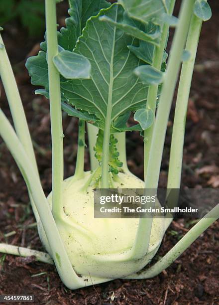Koly Robi 29 Kohl Rabi Stock Photos, High-Res Pictures, and Images - Getty Images