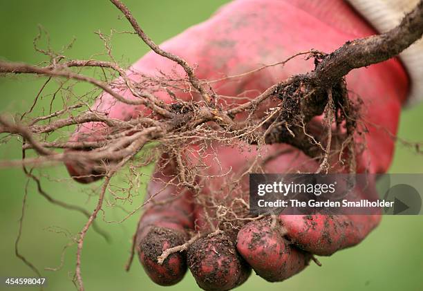 Rooted Raspberry On Cane 20 Raspberry Canes Stock Photos, High-Res Pictures, and Images - Getty ...