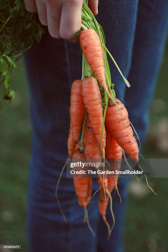 Harvesting carrots