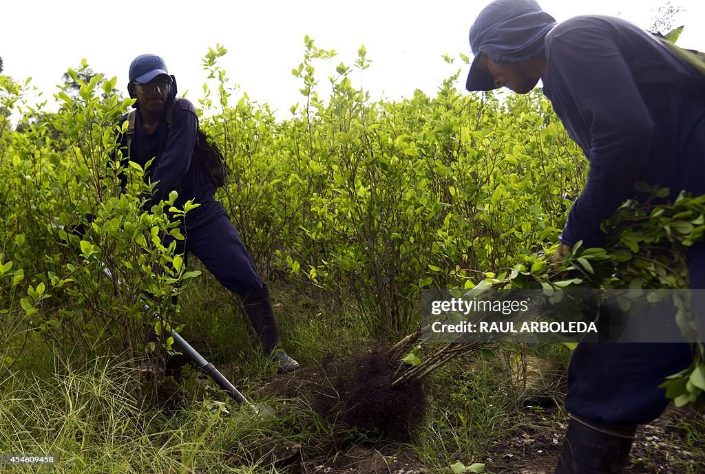 COLOMBIA-DRUGS-COCA-ERADICATION