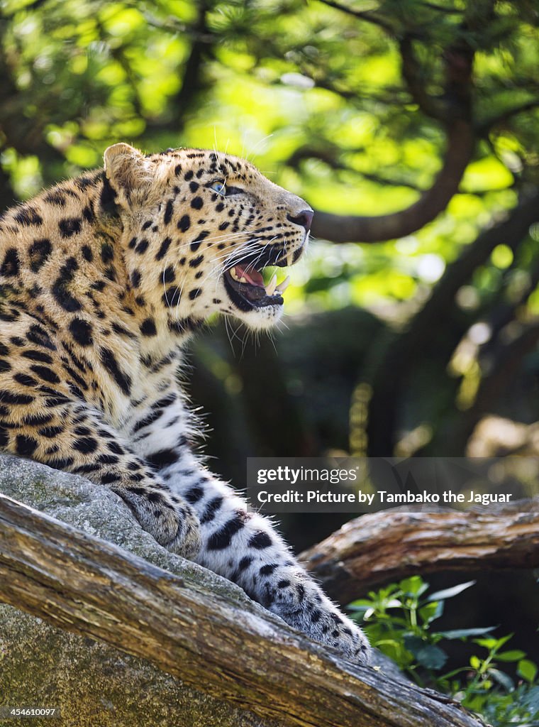 Profile of the leopard on the rock