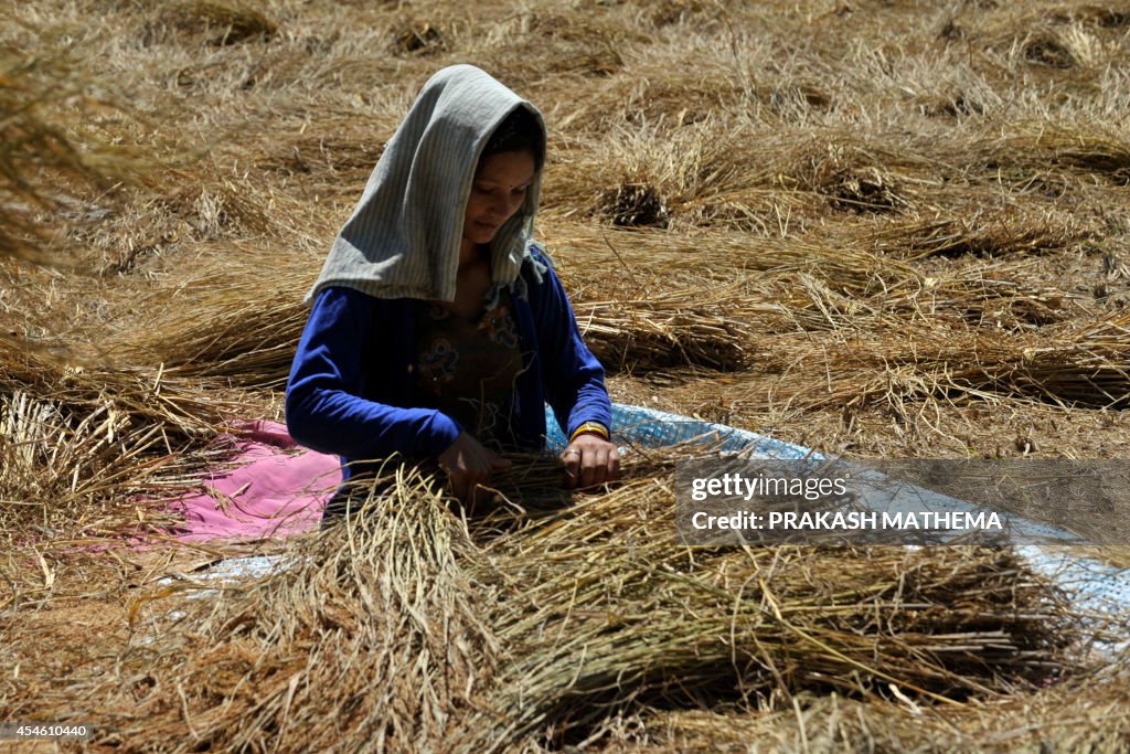 NEPAL-ECONOMY-AGRICULTURE-HARVEST