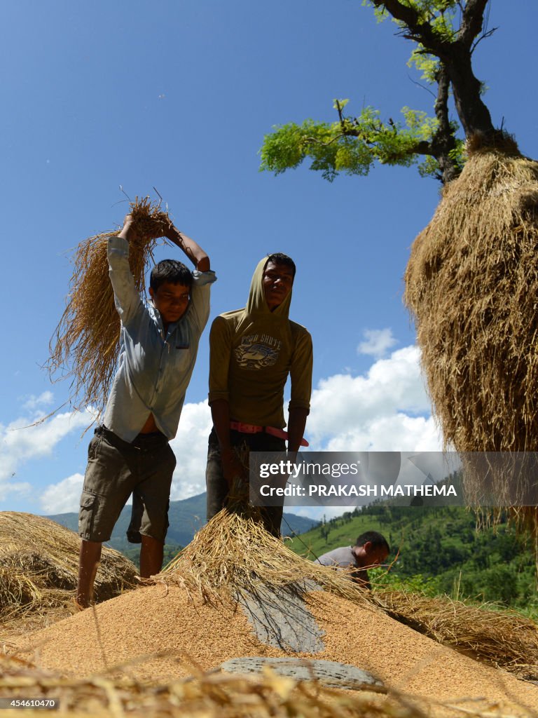 NEPAL-ECONOMY-AGRICULTURE-HARVEST