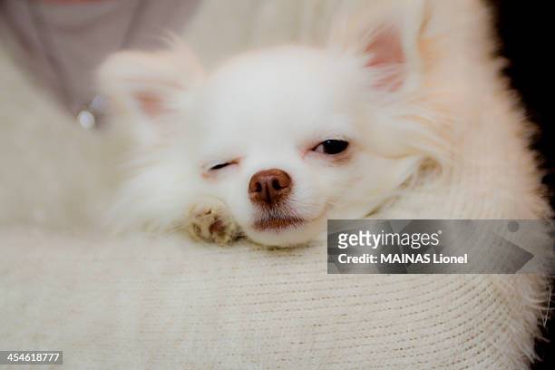 white dog - winking stockfoto's en -beelden
